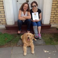 golden retriever