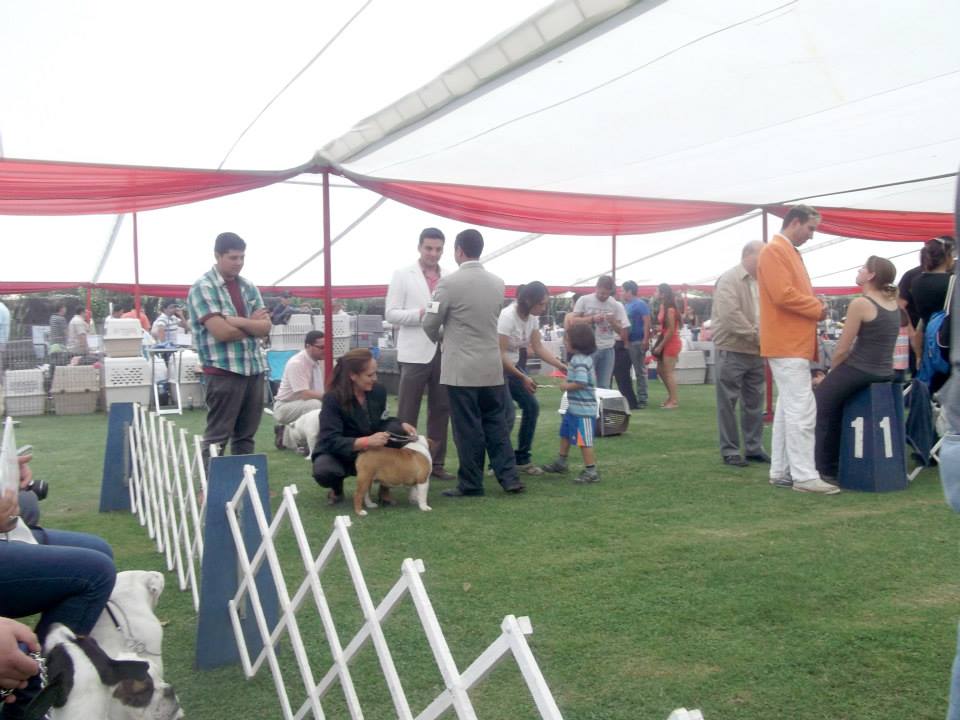 karen vestida formalmente de handler con su numero de participación esperando en pista para presentar a la cachorra
