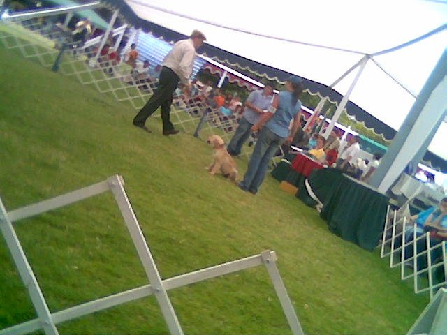 karen en pista presentando a su cachorra golden retriever siendo evaluada por un juez canadiense