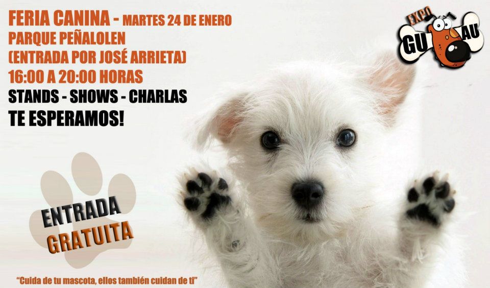 afiche de aviso de charla de tenencia responsable de animales sale un cachorrito blanco peludo mirando