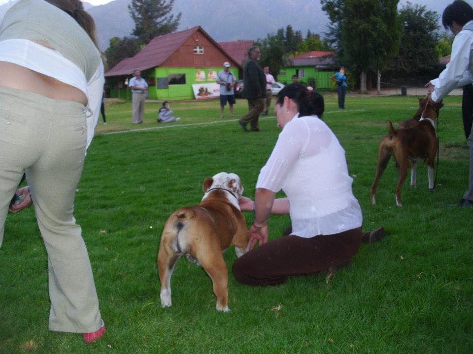karen en postura de presentación junto a la cachorra de bulldog inglés