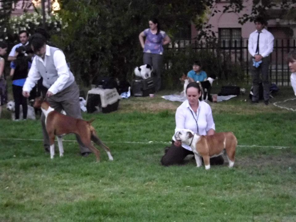 karen en postura de presentación junto a la cachorra de bulldog inglés