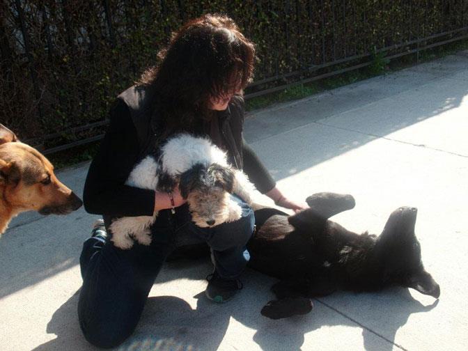 entrenadora junto a un fox terrier pelo alambre y 2 perros mestizos más