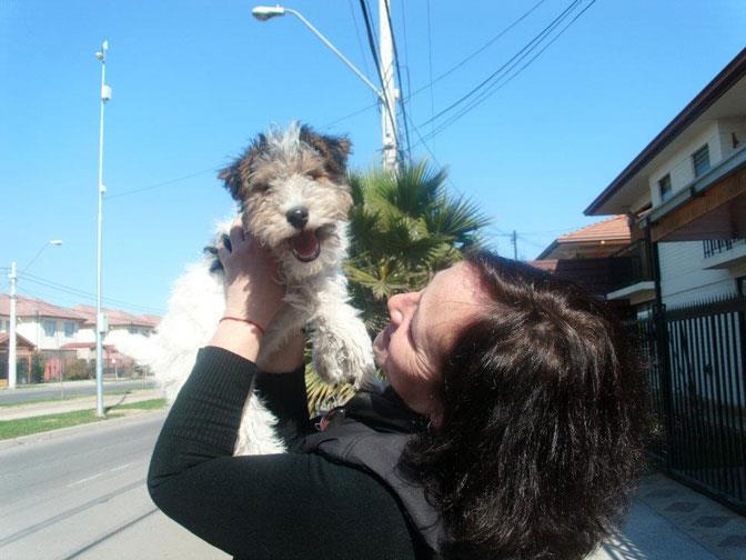entrenadora junto a un fox terrier cachorro pelo alambre