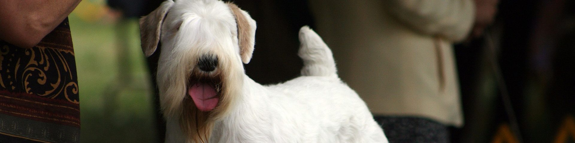 schnauzer blanco sobre tarima de presentación de exposición