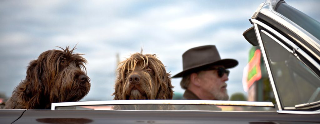hombre manejando un auto descapotable con 2 perros grandes abordo