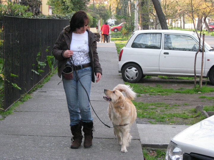 Entrenadora caminando junto a su golden retriever sin tirar de la correa