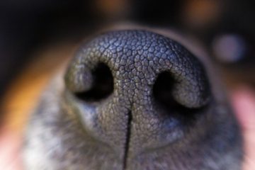 acercamiento fotográfico de nariz de un perro