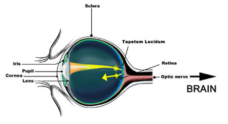 imagen de la anatomía de un ojo canino visto de manera lateral