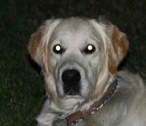 toma fotográfica nocturna donde salen los ojos del perro con destello de luz blanca en sus ojos
