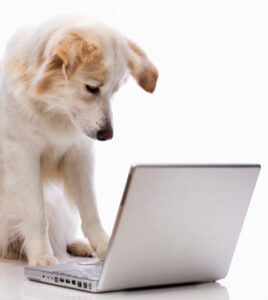 perro blanco sentado mirando la pantalla del computador abierto