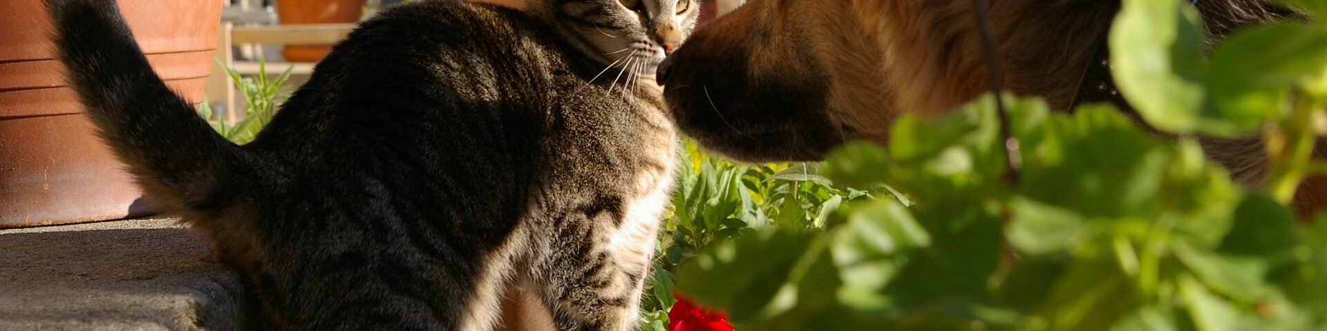 gato y pastor aleman mirandose con desconfianza