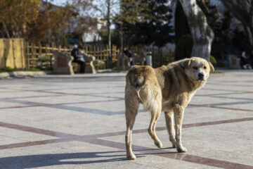 perro callejero caminando por la calle
