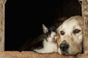animales abandonados que se protegen entre ellos dentro de una casita