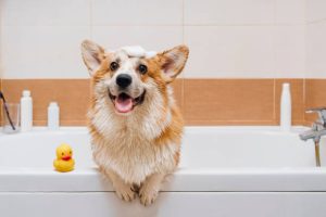 corgi bañándose en una tina