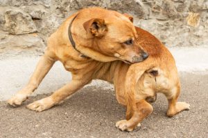 perro rascandose