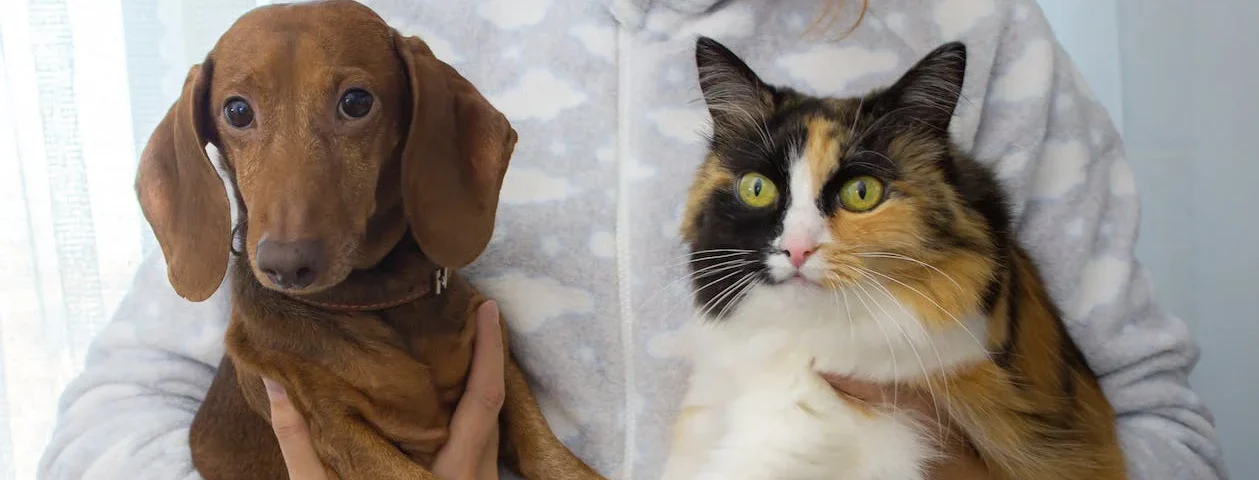 imagen de un perro y un gato tomados uno en cada mano de una persona