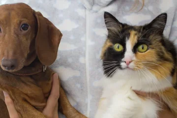 imagen de un perro y un gato tomados uno en cada mano de una persona