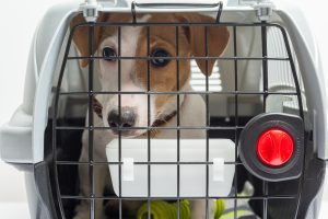 perro dentro de una caja transportadora que le queda muy justa de tamaño