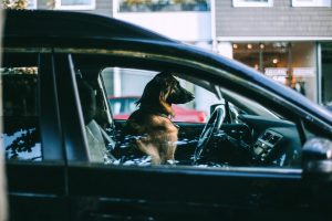 perro encerrado solo al interior de un auto