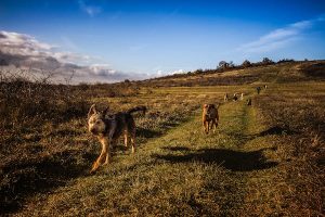 perros corriendo libre en una pradera