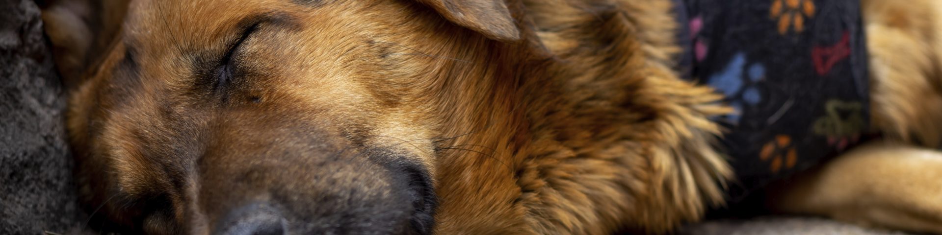 perro callejero duerme tendido sobre el pavimento con una capa de polar colorida puesta