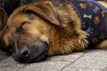perro callejero duerme tendido sobre el pavimento con una capa de polar colorida puesta