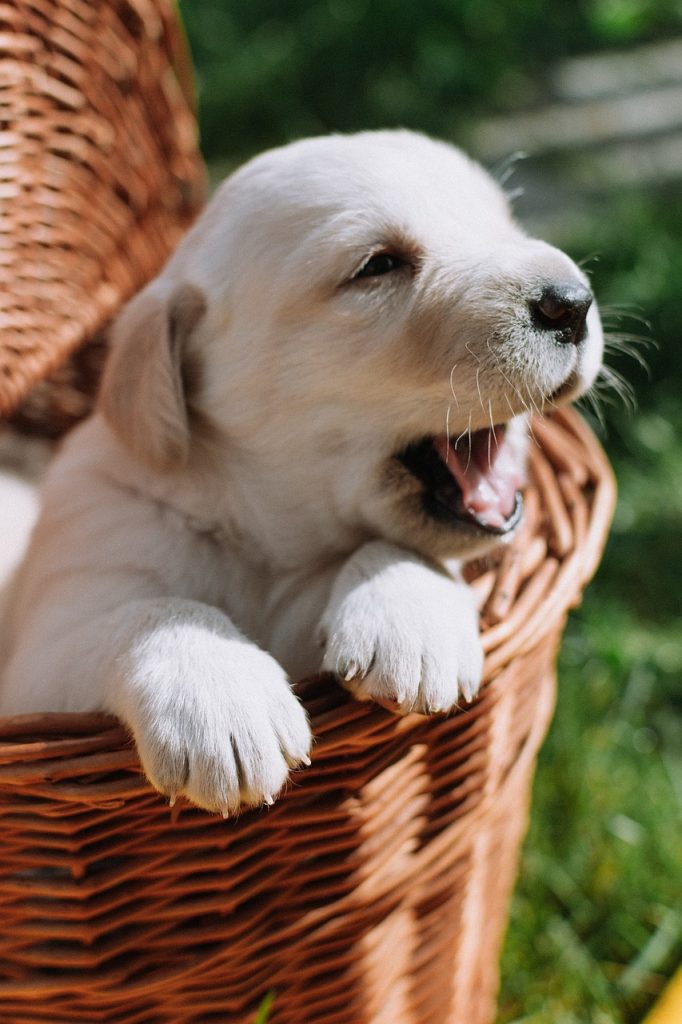 cachorro de labrador dentro de una canasta de mimbre bosteza
agradecimientos a Imagen de <a href="https://pixabay.com/es/users/valyaromanchuk3211-14798660/?utm_source=link-attribution&utm_medium=referral&utm_campaign=image&utm_content=4736681">Valentyna Romanchuk</a> en <a href="https://pixabay.com/es//?utm_source=link-attribution&utm_medium=referral&utm_campaign=image&utm_content=4736681">Pixabay</a>