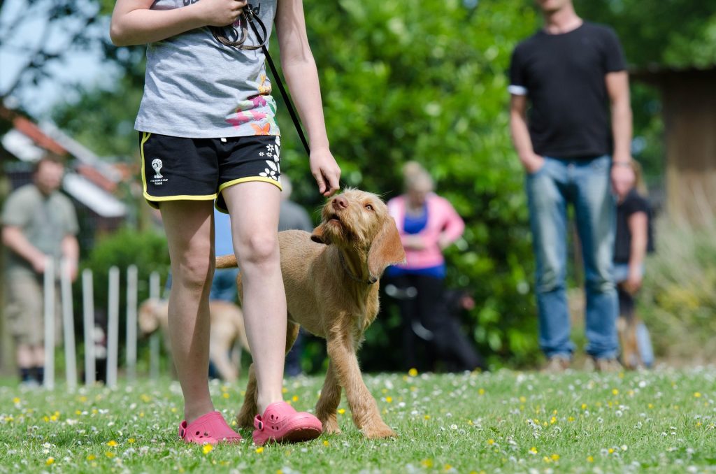 dueño enseñándole a caminar sin tirar de la correa a su perro en un curso de obediencia básica