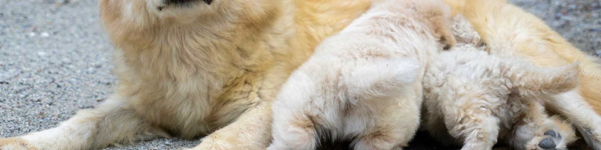 perrita mestiza rubia echada amamantando a sus cachorros agradecimientos por la fotografia a Foto de Salman Saqib: https://www.pexels.com/es-es/foto/perro-mascota-retrato-acostado-17249147/