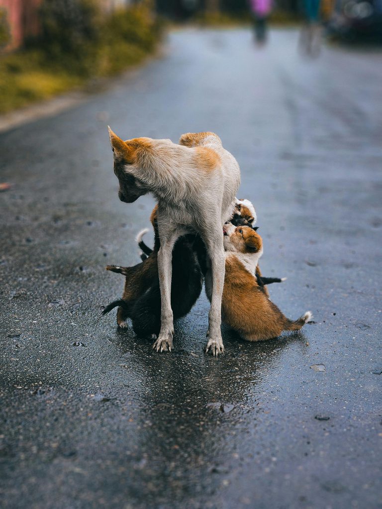 Hembra mestiza canina de pie amamantando a sus cachorros en medio de la calle en un día de lluvia