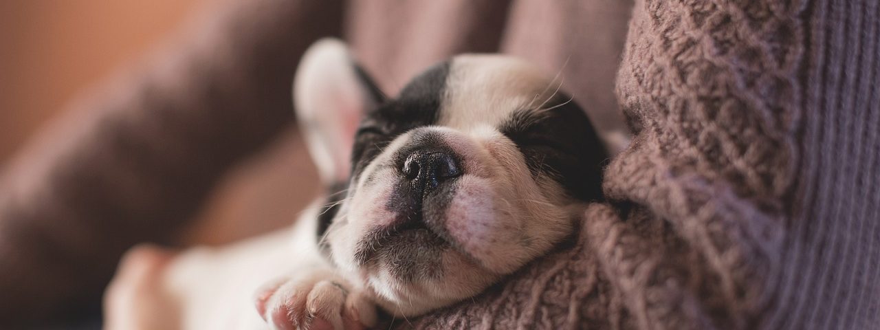 cachorro de frenchu durmiendo en los brazos de su dueño agradecimientos a Imagen de Pexels en Pixabay
