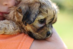 cachorro en brazos de su dueña con imagen de close up a su carita
agradecimientos a Imagen de <a href="https://pixabay.com/es/users/jennyandthesummerday-14468707/?utm_source=link-attribution&utm_medium=referral&utm_campaign=image&utm_content=4668858">Jenny Bayon</a> en <a href="https://pixabay.com/es//?utm_source=link-attribution&utm_medium=referral&utm_campaign=image&utm_content=4668858">Pixabay</a>