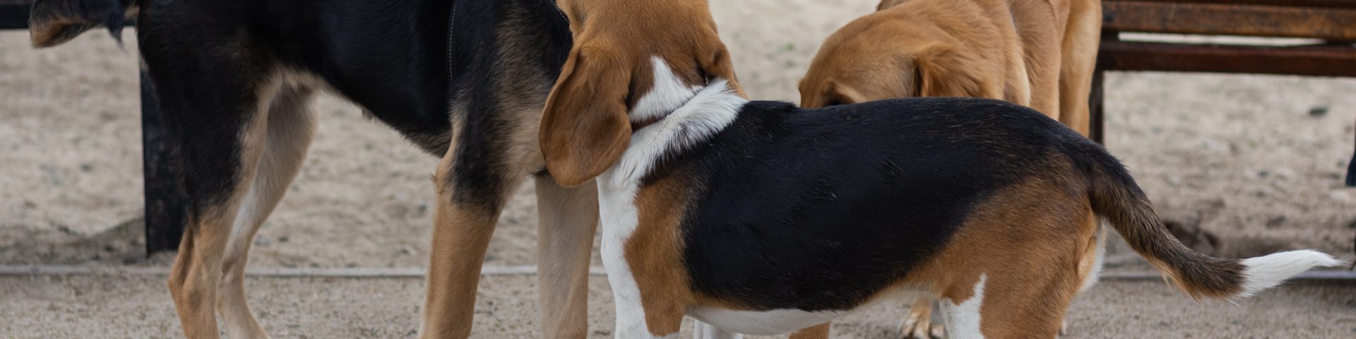 beagle socializando con 2 perros mas en un canil