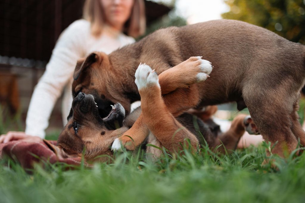 cachorros jugando
Foto de Thirdman  : https://www.pexels.com/es-es/foto/jugando-hierba-cesped-animales-9313622/