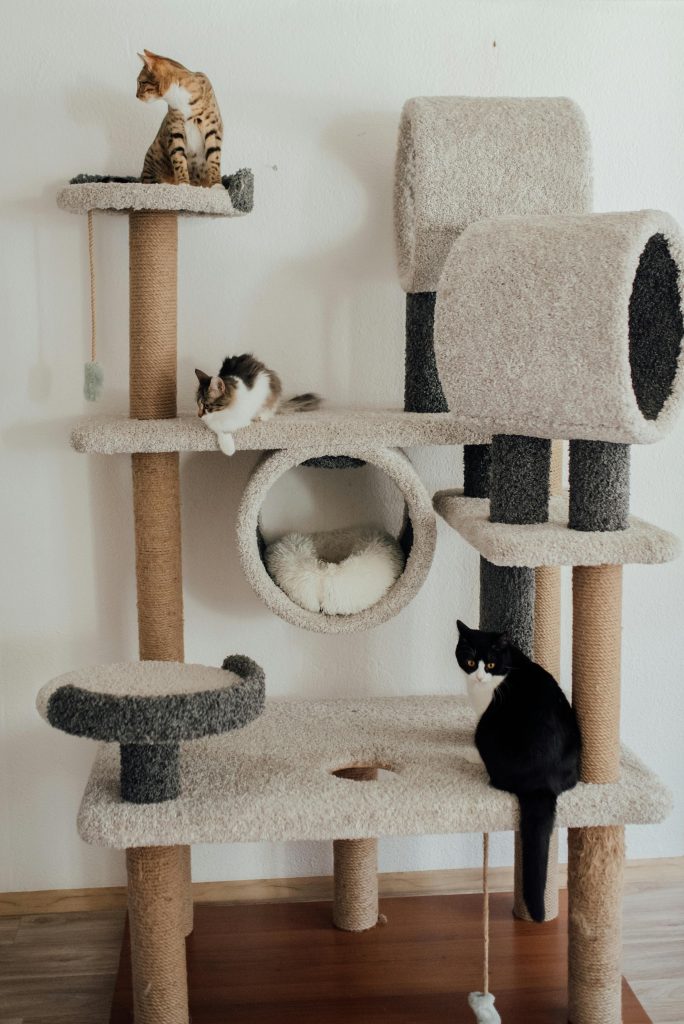 rascador de gatos en altura con gatitos en cada piso
Foto de Arina Krasnikova: https://www.pexels.com/es-es/foto/fotografia-de-gatos-en-un-arbol-para-gatos-7725617/