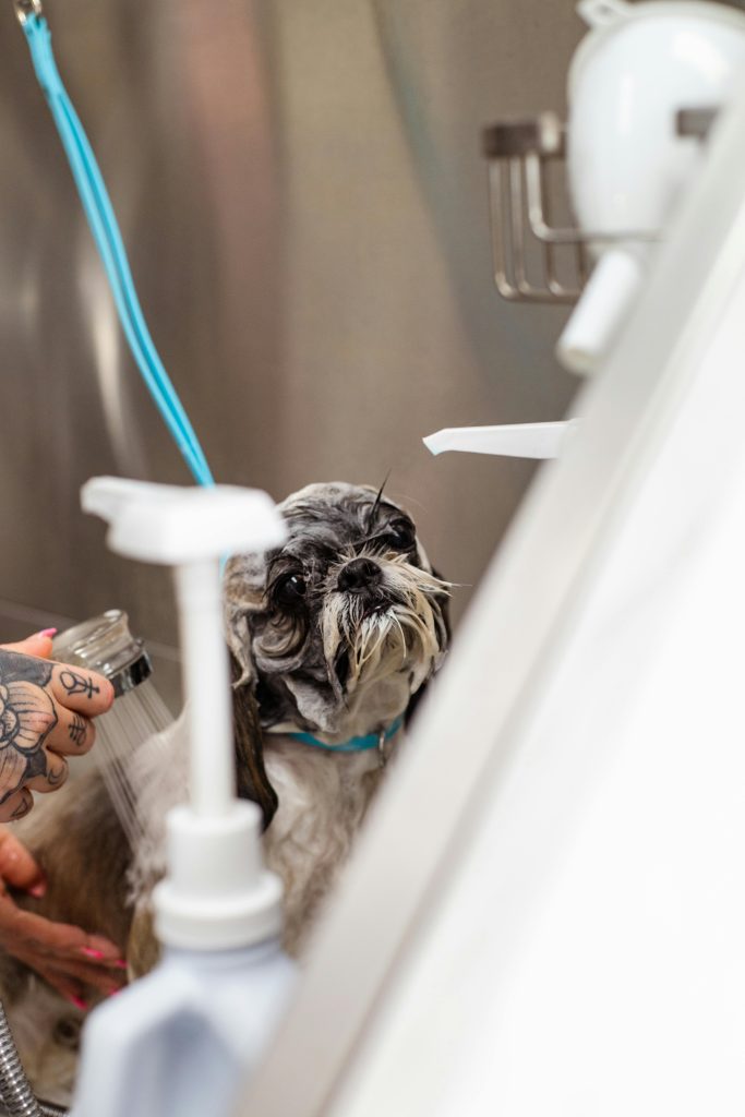  shihtzu bañandose