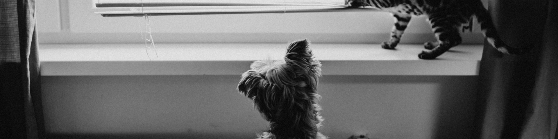 perro y gato mirando por la ventana en un dia de invierno foto blanco y negro