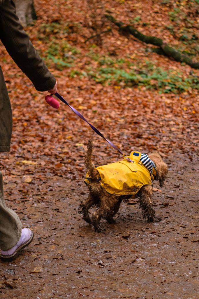 perro con capa impermeable con sus patas embarradas por la lluvia
Foto de Berna: https://www.pexels.com/es-es/foto/29458677/