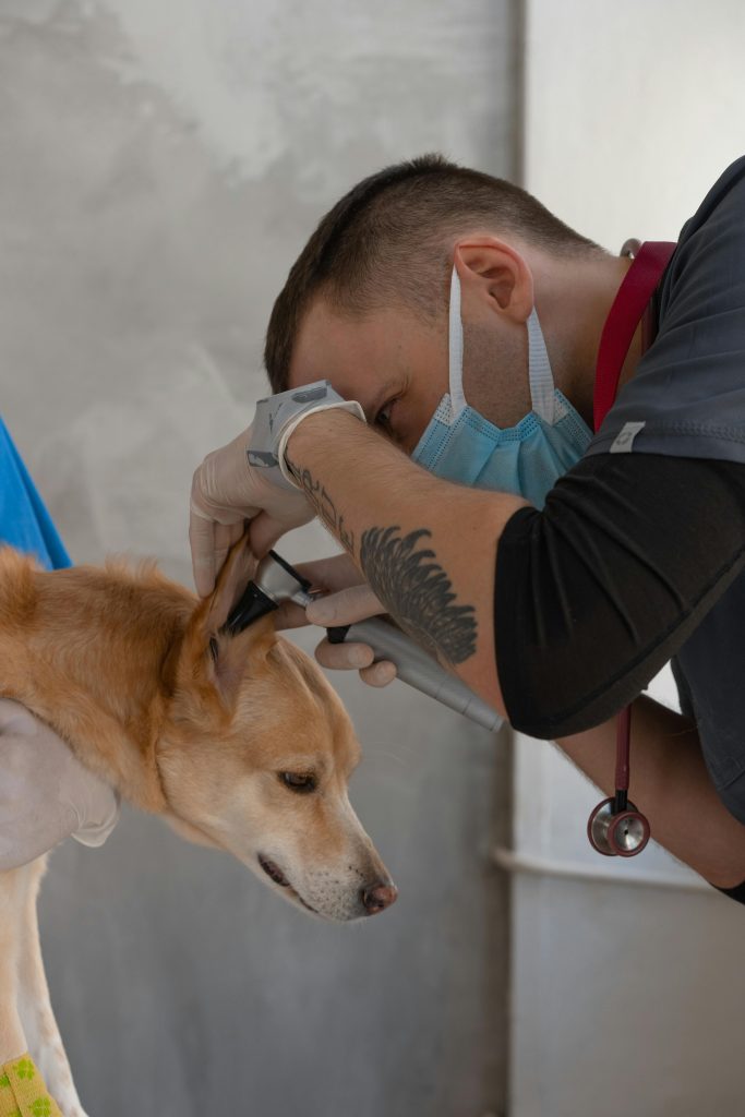 perro joven examinado por un veterinario
Foto de Mikhail Nilov: https://www.pexels.com/es-es/foto/hombre-persona-animal-perro-7470635/