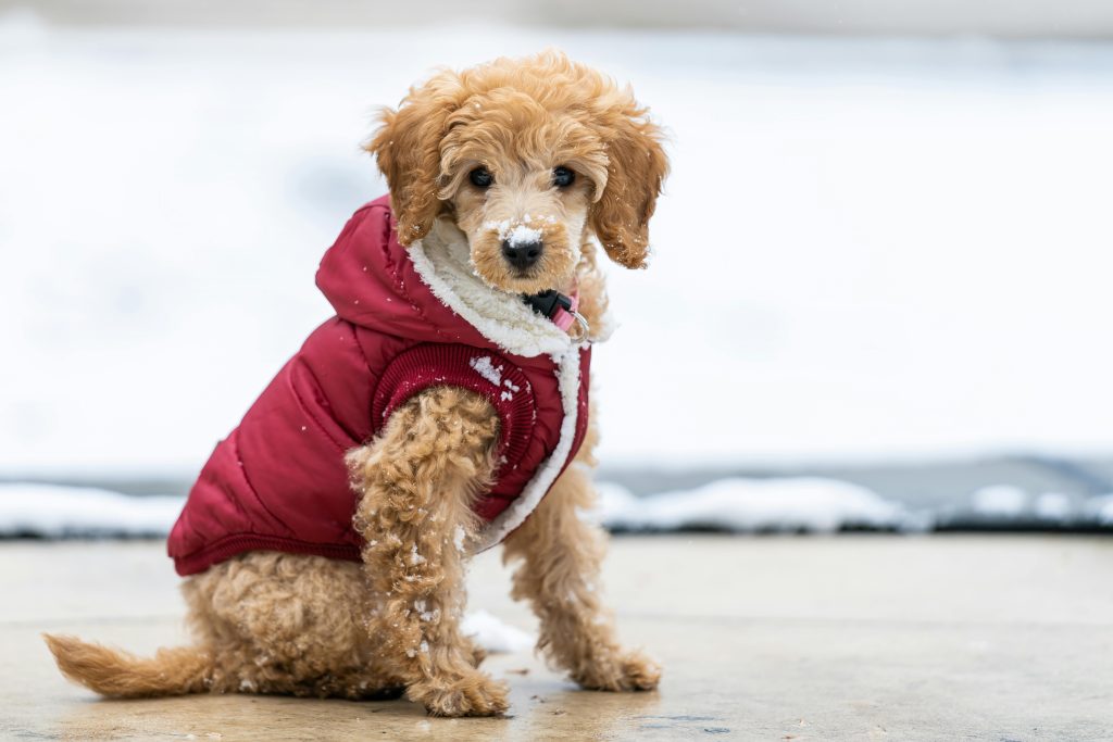 perrito poodle con impermeable con chiporro

Foto de Skyler Ewing: https://www.pexels.com/es-es/foto/resfriado-frio-nieve-nevar-4597759/
