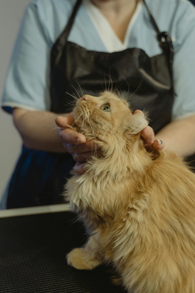 gato en consulta veterinaria 
Foto de Tima Miroshnichenko: https://www.pexels.com/es-es/foto/persona-manos-mujer-mascota-6130987/