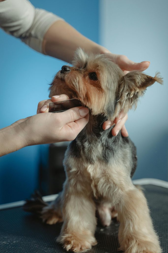 peinando a un yorkie
Foto de Tima Miroshnichenko: https://www.pexels.com/es-es/foto/animal-perro-aseo-yorkshire-terrier-6131564/
