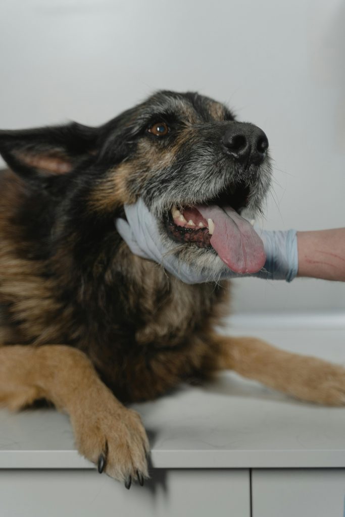 perro senior en el veterinario
Foto de Tima Miroshnichenko: https://www.pexels.com/es-es/foto/animal-perro-mascota-mono-6235112/