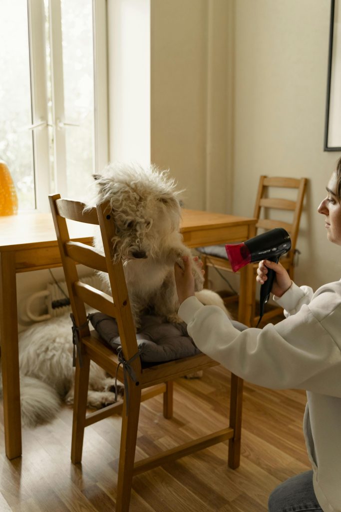 perro secando su pelo con secador
Foto de Yaroslav Shuraev: https://www.pexels.com/es-es/foto/mujer-animal-perro-mascota-8498847/