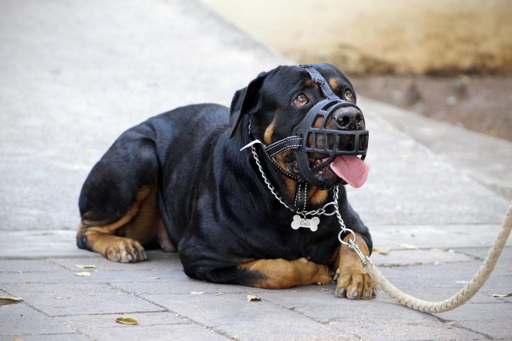 ROTTWEILLER ECHADO UTILIZANDO UN BOZAL DE CANASTILLA
