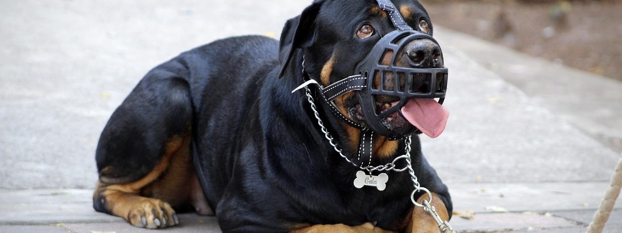 ROTTWEILLER ECHADO UTILIZANDO UN BOZAL DE CANASTILLA