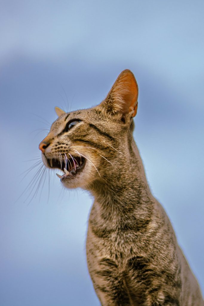 gato maullando en exterior