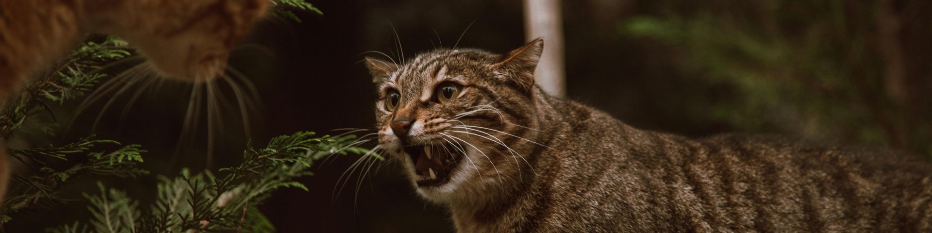 dos gatos mostrando agresividad en forma corporal sobre una muralla