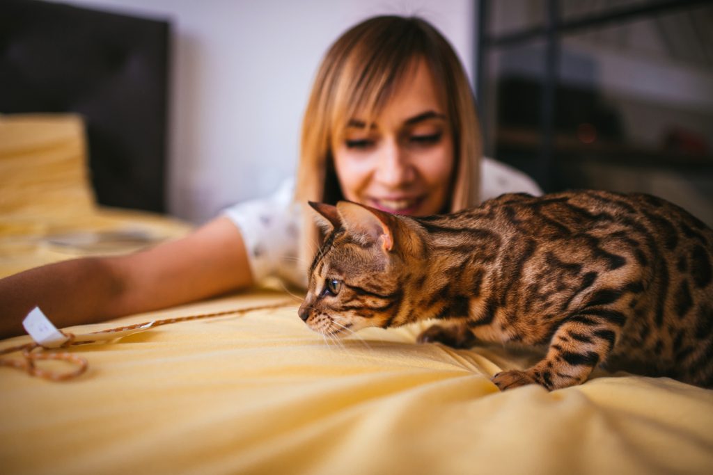 Esta imagen tiene un atributo ALT vacío; su nombre de archivo es woman-plays-with-rope-with-bengal-cat-1024x683.jpg
